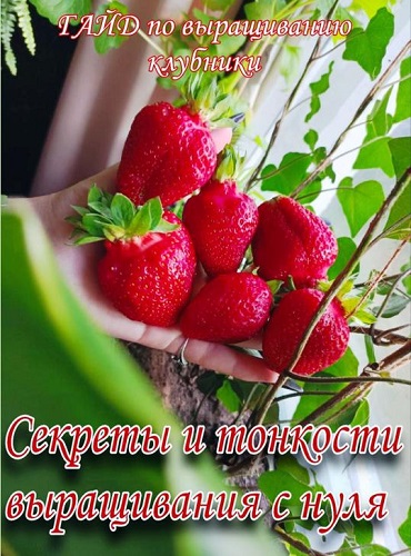 [Ягодный Дворик] Гайд по выращиванию клубники (202_0.jpg